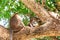 Little monkey portrait. Sits on a tree with his mom