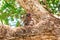 Little monkey portrait. Sits on a tree and looks into the camera