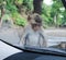 Little monkey sitting on car bonnet.