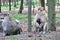 Little monkeys n the Wildlife park in Daun, Germany