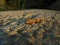 Little Moorish gecko lizard on the ground during daytime