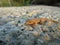 Little Moorish gecko lizard on the ground during daytime