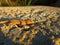 Little Moorish gecko lizard on the ground during daytime