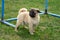 little mops pug dog puppy in a dog school has been trained outdoor