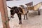 Little Moroccan donkey