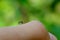 Little mosquito bitting human`s skin