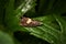 Little moth  Dichrorampha petiverella