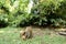 Little mother monkey eating coconut with children on grass.