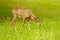 Little mouflon feeding on green grass