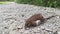 Little mouse resting on the gravel roadside