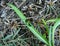 Little multi-color with black dots beetle resting on vibrant green grass