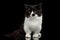 Little Munchkin Cat on Isolated Black background