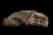 Little Munchkin Cat on Isolated Black background
