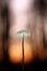 Little mushroom in evening forest