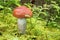 Little mushroom Foxy Bolete