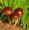 Little mushrooms born from the organic soil