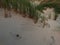 Little mushrooms with grass in sand dunes at beach in ireland