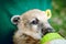 A little nasua drinks milk. On a green background at the zoo