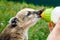 A little nasua drinks milk. On a green background at the zoo