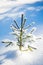 Little needle tree covered with snow