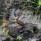 Little nestling swallows river (Swift).