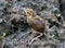 Little nestling swallows river (Swift).