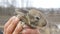 A little new born rabbit in the hands of a male farmer on outside