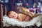 Little newborn baby boy, sleeping in wooden baby bed with little chick