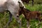 Little newborn baby horse with his mother. Large mammalian animal