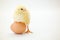 Little newborn chicken standing with half leg on egg