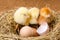 Little newborn chickens in nest with egg shell