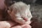 Little newborn cream scottish kitten close-up