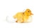 Little newborn duckling with egg