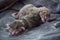 Little newborn kittens lie on a blanket.