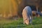 Little newborn lamb in springtime grazing on a green meadow in s