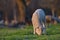 Little newborn lamb in springtime grazing on a green meadow in s