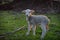 Little newborn lamb in springtime grazing on a green meadow in s