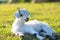 Little newborn lamb in springtime resting in grass