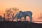 Little newborn lambs in springtime in sunset light