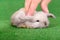 Little newborn rabbit