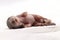 Little newborn rat sleep on white background.