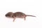 Little newborn rat sleep on white background.