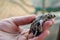 A little newborn turtle is lying on black human hand in the Sea Turtles Conservation Research Project in Bentota, Sri Lanka, save