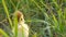 Little newborn yellow-black duckling runs in the green grass