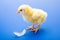 Little newborn yellow chicken with white feather on blue background