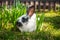 Little nice rabbit on green grass.