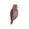 Little Nightingale Bird, Cute Birdie Home Pet Vector Illustration