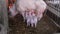 Little nimble piglets eat milk from mother pig in their cage. Feeding piglets.