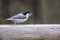 Little Nuthatch pecks at a sunflower seed.