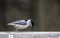 Little Nuthatch pecks at a sunflower seed.